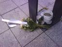 Weiße Rosen - zur Erinnerung