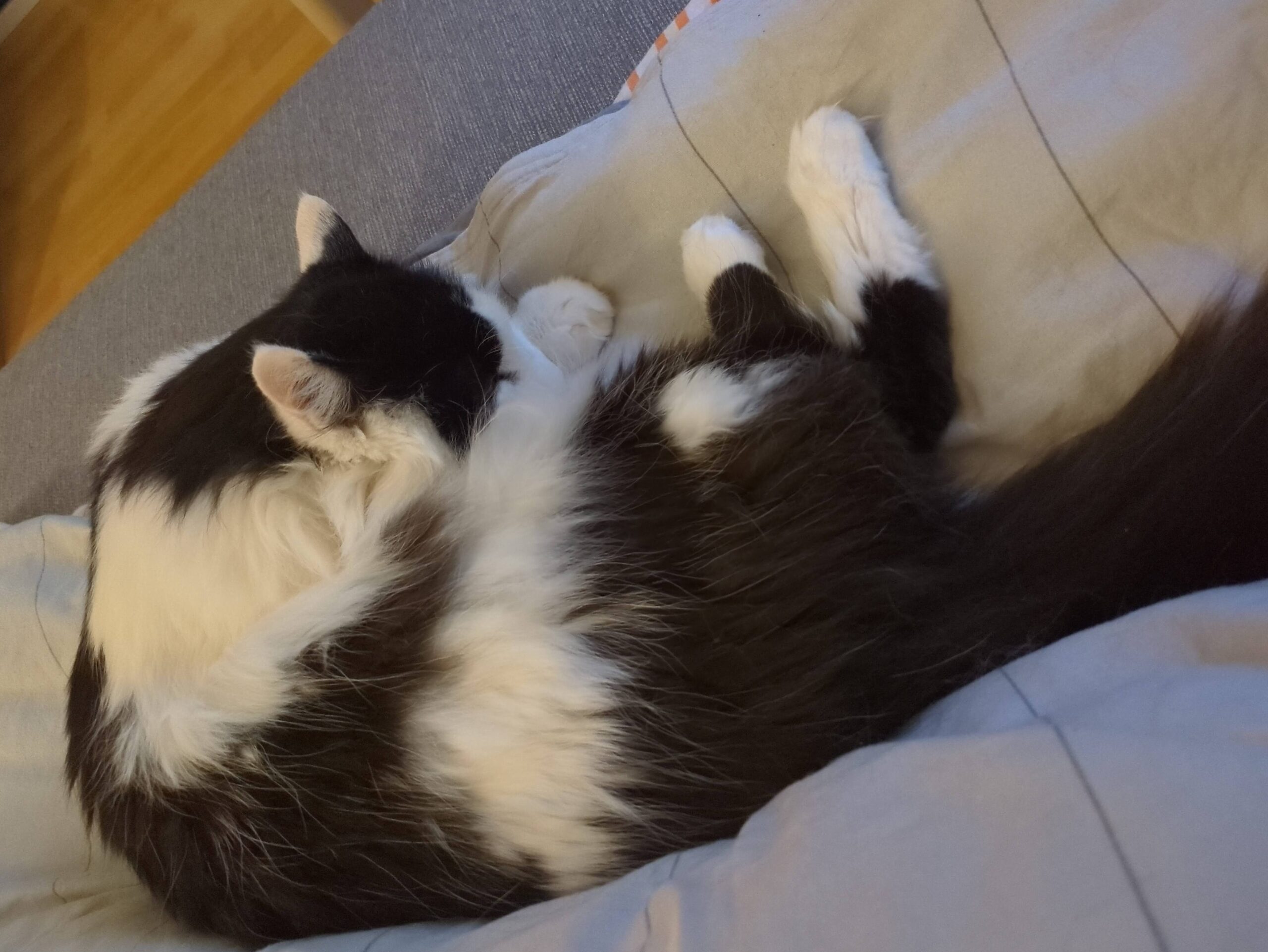 Flauschkater, endlich mit genug Personal