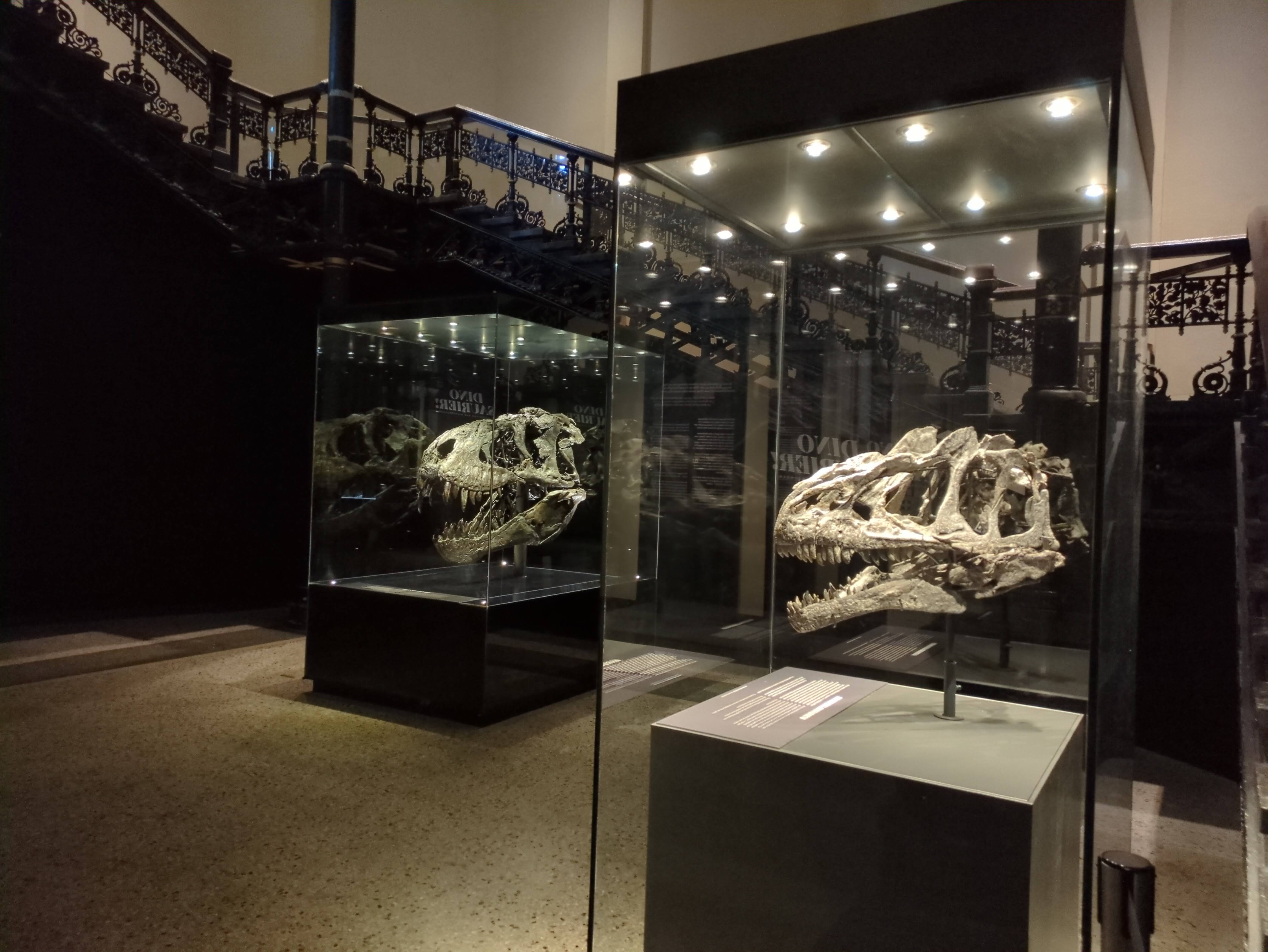 Tristan Otto und Buddy im Naturkundemuseum