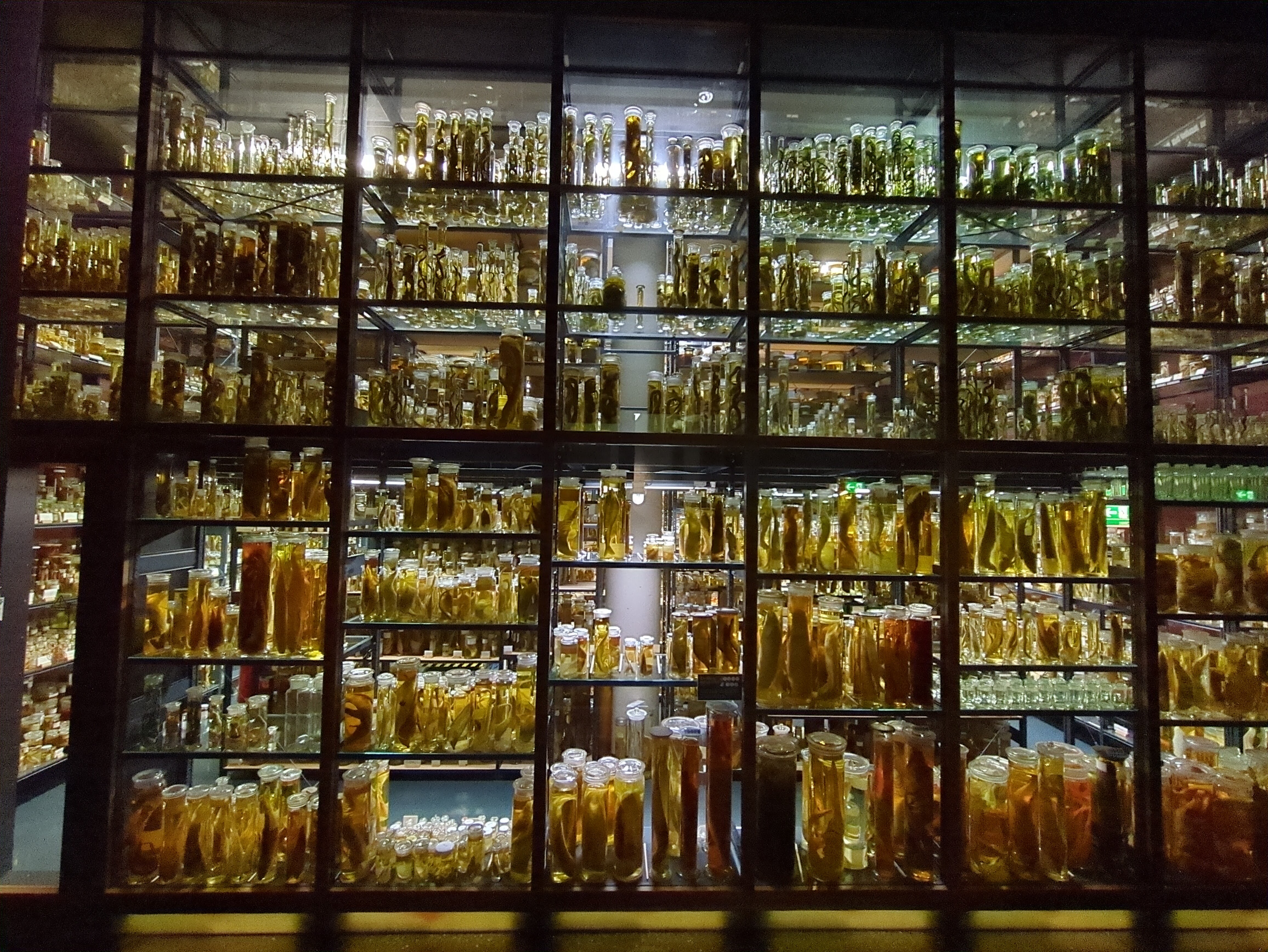 Nasssammlung im Naturkundemuseum Berlin